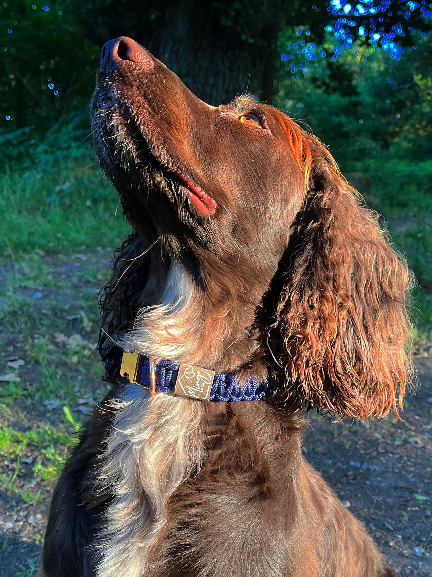 Dog Collar - Custom Fit