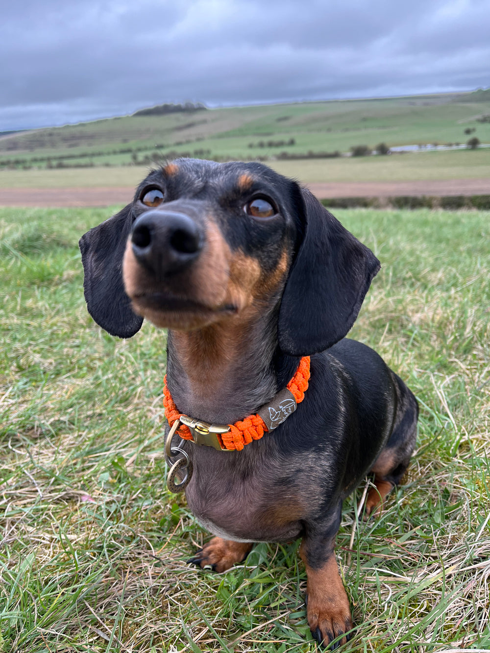 Dog Collar - Custom Fit