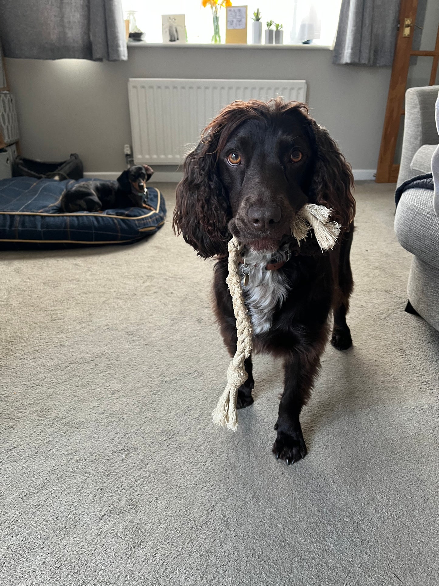 Hemp Dog Toy
